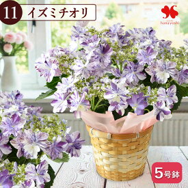超早割 母の日 選べる あじさい 鉢植え 花 紫陽花 希少品種 受賞品種 4号鉢 5号鉢 鉢花 プレゼント ギフト 花鉢 珍しい 多年草 毎年 咲く 母の日ギフト お花 母 お母さん 義母 2026 アジサイ かご入 グリーンラテ 衣純千織 フラワーマーケット花由