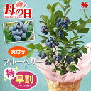 特 早割 母の日 花 鉢植え 果樹 ブルーベリー 実付 の鉢植え 鉢植 5号 in バスケット プレゼント ギフト 5号鉢 お花 花鉢 鉢花 鉢 果物 収穫 フルーツ 母の日ギフト 母の日プレゼント 2026 送料無料 フラワーマーケット花由 母 母親 義母