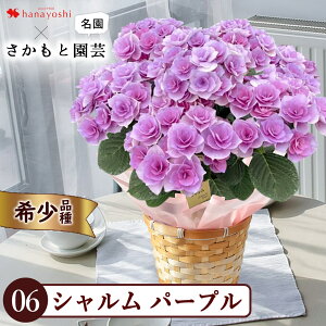 �y�|�C���g5�{�z ���� 26���܂� ��̓� �������� ���A�� �� �������Ɖ��| �Y�n���� �v���~�A�� �A�W�T�C �����e �P�C�R 5�� ���z�� ������ �󏭕i�� ��ܕi�� 5���� ���� �v���[���g �M�t�g ��