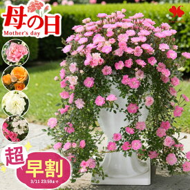 超 早割 バラ 鉢植え 花 ローズ セレクション ドイツ コルデス社 ミニバラ 6号 選べる5品種 希少品種 珍しい 花鉢 鉢花 プレゼント ギフト 毎年 咲く 多年草 ミニチュアローズ フラワーギフト カーネーション以外 母の日ギフト 2026 フラワーマーケット花由