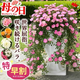 特 早割 バラ 鉢植え 花 ローズ セレクション ドイツ コルデス社 ミニバラ 6号 選べる5品種 希少品種 珍しい 花鉢 鉢花 ギフト 毎年 咲く 多年草 ミニチュアローズ フラワーギフト カーネーション以外 母の日ギフト 2026 フラワーマーケット花由