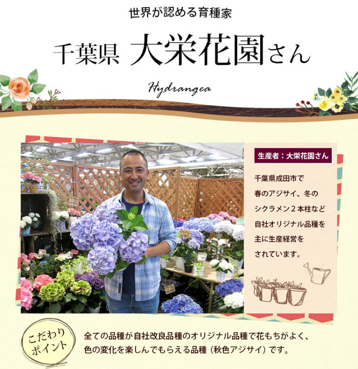 楽天市場 早割 母の日 ギフト 花 プレゼント 22 送料無料 花 母の日 アジサイ 選べる3種類 大栄花園さんのアジサイ４号鉢と長崎カステラセット 数量限定 新品種 あじさい 鉢植え 鉢 紫陽花 母 義理 義母 フラワーマーケット花由
