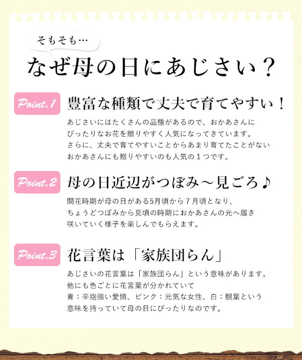 楽天市場 母の日 ギフト 花 スイーツ プレゼント 送料無料 母の日 アジサイ 選べる3種類 大栄花園さんのあじさい４号鉢と長崎カステラセット 5 3 5 8の間にお届け 数量限定 新品種 母の日プレゼント 鉢植え 花鉢 珍しい 紫陽花 母 義理 義母 フラワーマーケット花由