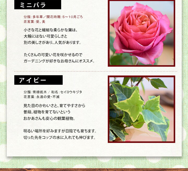 楽天市場 早割 母の日 プレゼント 花 ギフト 22 送料無料 母の日限定ギフト 寄せ鉢 選べるスイーツ カーネーション ミニバラなど人気の花 鉢がぎゅっ ふわふわプードルピック付 スイーツ 花とスイーツ セット 鉢植え 花鉢 鉢花 お菓子 母の日ギフト フラワー