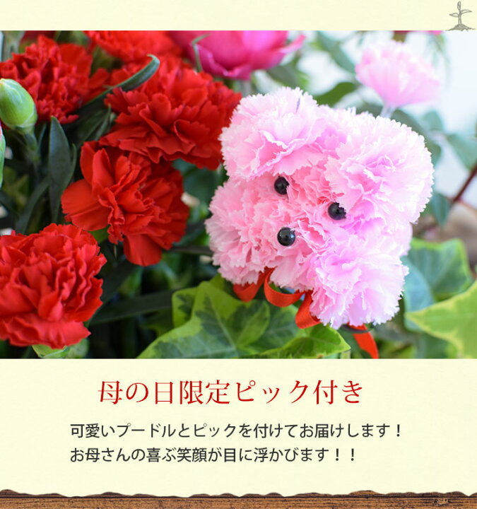 楽天市場 早割 母の日 プレゼント 花 ギフト 22 送料無料 母の日限定ギフト 寄せ鉢 選べるスイーツ カーネーション ミニバラなど人気の花 鉢がぎゅっ ふわふわプードルピック付 スイーツ 花とスイーツ セット 鉢植え 花鉢 鉢花 お菓子 母の日ギフト フラワー