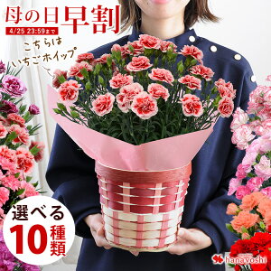 母の日 早割 プレゼント 花 ギフト 2021 送料無料 母の日限定 プレミアム カーネーション 鉢植え 選べる厳選10種類 5号鉢inバスケット 5/4〜5/9の間にお届け お花 花鉢 鉢花 鉢