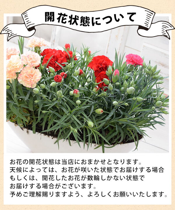 楽天市場 母の日 カーネーション プレゼント 花 鉢植え 送料無料 1鉢で3色楽しめる カーネーション 3色植え 選べる3種類 5 3 5 8の間にお届け 母の日プレゼント 花鉢 珍しい 鉢花 母の日ギフト 母の日のプレゼント フラワーマーケット花由