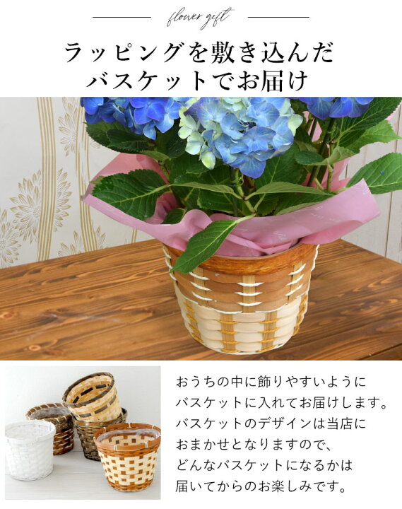 楽天市場 母の日 ギフト プレゼント 花 送料無料 希少品種 母の日 大栄花園さんの アジサイ ５号 Inバスケット 5 4 5 9の間にお届け あじさい 鉢花 母の日 鉢植え お花 紫陽花 母の日ギフト 母の日プレゼント フラワーマーケット花由