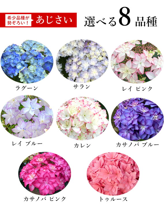 楽天市場 母の日 ギフト プレゼント 花 送料無料 希少品種 母の日 大栄花園さんの アジサイ ５号 Inバスケット 5 4 5 9の間にお届け あじさい 鉢花 母の日 鉢植え お花 紫陽花 母の日ギフト 母の日プレゼント フラワーマーケット花由