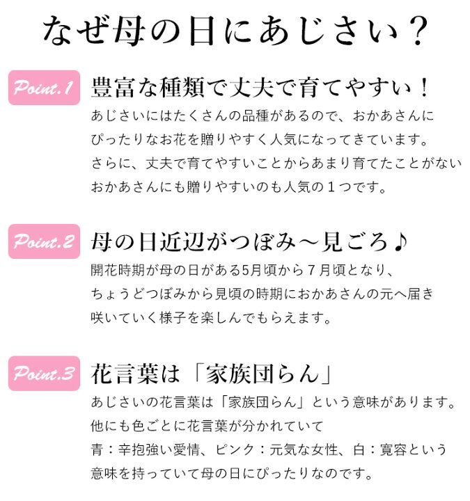 楽天市場 早割 母の日 プレゼント 花 ギフト 22 送料無料 選べる10品種 花由プレミアム 母の日 あじさい ５号 Inバスケット 鉢植え 母の 日限定 5 3 5 8の間にお届け 母の日ギフト アジサイ 鉢 紫陽花 鉢花 花鉢 フラワーマーケット花由