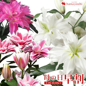 生花 ユリ 鉢植えの人気商品 通販 価格比較 価格 Com
