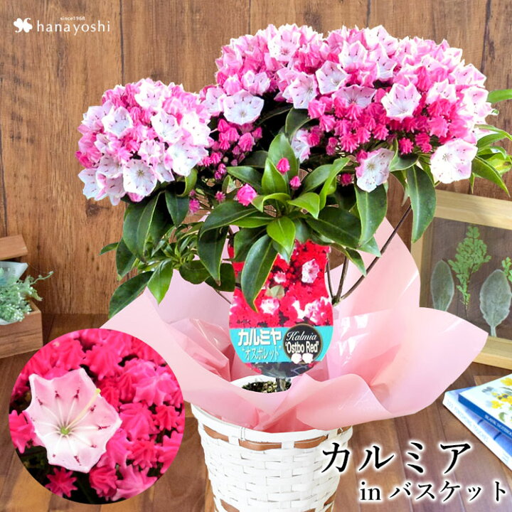 楽天市場 母の日 ギフト 花 プレゼント 21 送料無料カルミア バスケット入り オスボレッド つぼみの状態でお届け 母の日限定ギフト 母の日ギフト 鉢植え お花 花鉢 鉢花母 義理 義母5 4 5 9の間にお届け フラワーマーケット花由