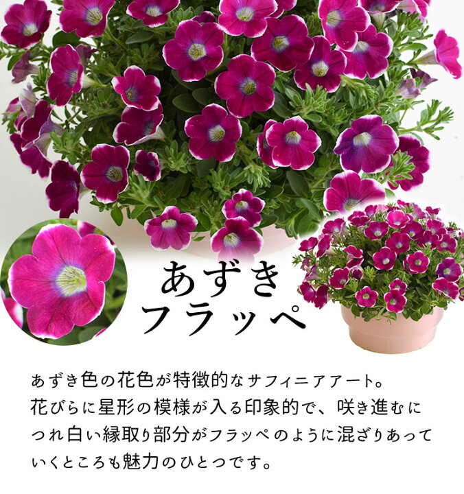 楽天市場 母の日 プレゼント 花 鉢植え ギフト 21 母の日限定 選べるサフィニアアート ももいろハート 江戸しぼり あずきフラッペ とらネコ サントリーフラワーズ 5 4 5 9の間にお届け 花鉢 鉢花 サフィニア フラワーギフト 送料無料母の日ギフト フラワー