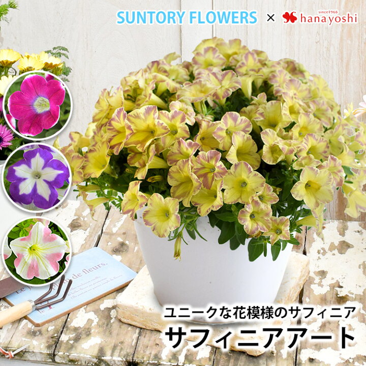 楽天市場 母の日 プレゼント 花 鉢植え ギフト 21 母の日限定 選べるサフィニアアート ももいろハート 江戸しぼり あずきフラッペ とらネコ サントリーフラワーズ 5 4 5 9の間にお届け 花鉢 鉢花 サフィニア フラワーギフト 送料無料母の日ギフト フラワー