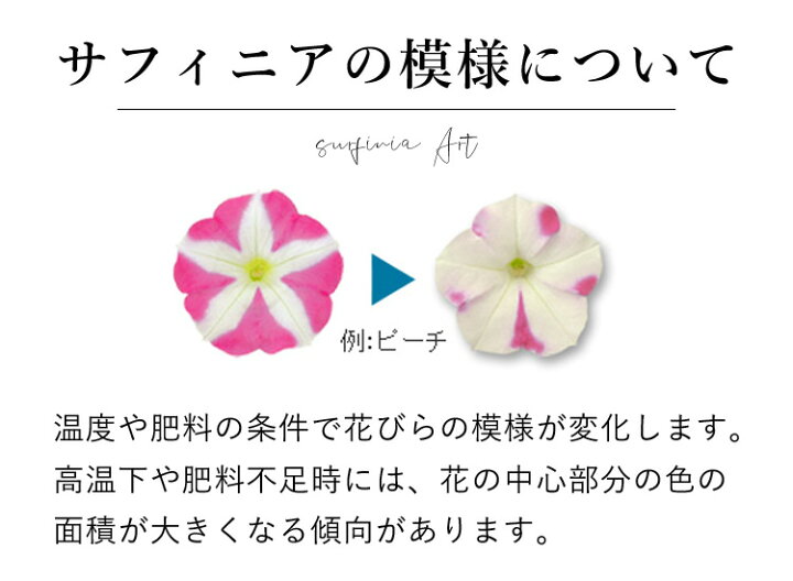 楽天市場 まだ間に合う 母の日 先着順クーポン配布中 母の日 プレゼント 花 鉢植え ギフト 22 サフィニアアート ももいろハート サントリーフラワーズ 5 3 5 8の間にお届け 花鉢 鉢花 サフィニア フラワーギフト 送料無料母の日ギフト フラワーマーケット花由