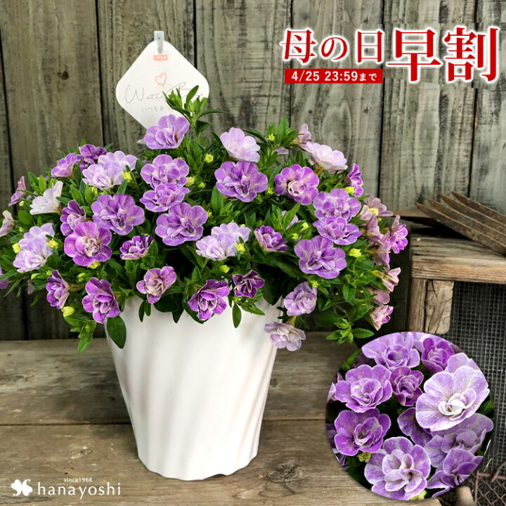 楽天市場 早割 母の日 プレゼント 花 ギフト 21 送料無料 カリブラコア ウォーターブルー ５号鉢 鉢植え 母の日限定ギフト 母の日ギフト 珍しい 花鉢 鉢花 母の日プレゼント フラワーギフト 5 5 10の間にお届け フラワーマーケット花由