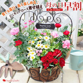 楽天市場 鉢花 カラーピンク 種類 植物 バラ 花 観葉植物 花 ガーデン Diy の通販 楽天市場 鉢花 カラーピンク 種類 植物 バラ 花 観葉植物 花 ガーデン Diy の通販