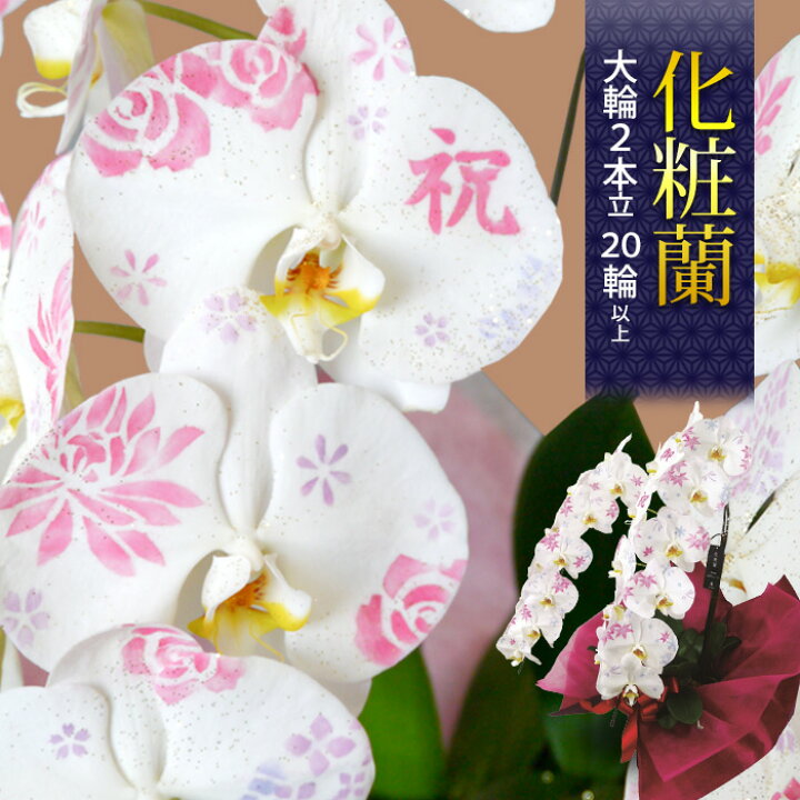 楽天市場 化粧蘭 ケショウラン コチョウラン 洋蘭 大輪 ２本立ち ２０輪以上 胡蝶蘭 開店祝い 花 還暦 開業祝い 会社設立 お祝い 開院祝い 開店 オープン 移転祝い 鉢植え ギフト 退職祝い 男性 昇進祝い 昇格祝い 就任祝い 社長 お祝い 誕生日 プレゼント 送料無料