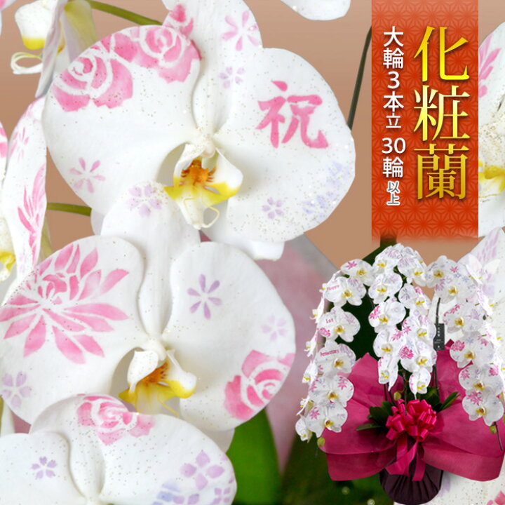楽天市場 化粧蘭 ケショウラン コチョウラン 洋蘭 大輪 ３本立ち ３０輪以上 文字入れ 胡蝶蘭 お祝い 開店祝い 開業祝い 花 開院祝い 開店 オープン 移転祝い 鉢植え ギフト ラン こちょうらん 退職祝い 男性 昇進祝い 蘭 誕生日 プレゼント フラワーマーケット花由