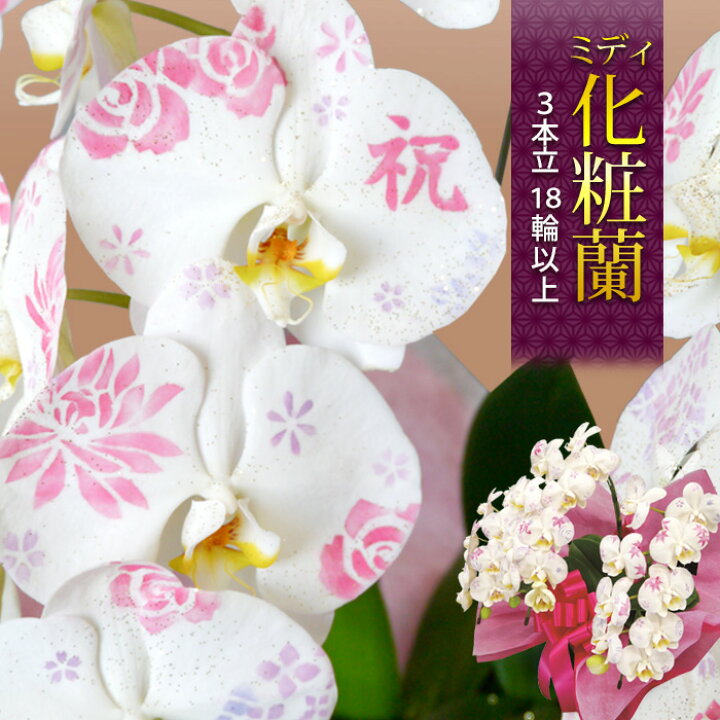 楽天市場 ミディ化粧蘭 ケショウラン コチョウラン 洋蘭 ３本立ち １８輪以上 胡蝶蘭 お祝い 開店祝い 花 誕生日 プレゼント 母 祖母 女性 還暦 祝い 開業祝い 開院祝い 開店 開業 オープン 移転祝い 鉢植え ギフト 退職祝い 男性 昇進祝い 蘭 フラワーマーケット花由