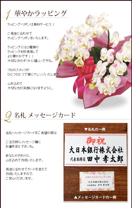 円 新品登場 お中元 22 化粧蘭 胡蝶蘭 ギフト 大輪 冬柄 3本立