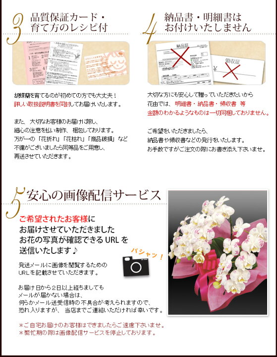 円 新品登場 お中元 22 化粧蘭 胡蝶蘭 ギフト 大輪 冬柄 3本立 36輪前後 蕾含む お祝い 開店 開業 開院 新築 移転 引越 誕生日 就任 退職 還暦祝い