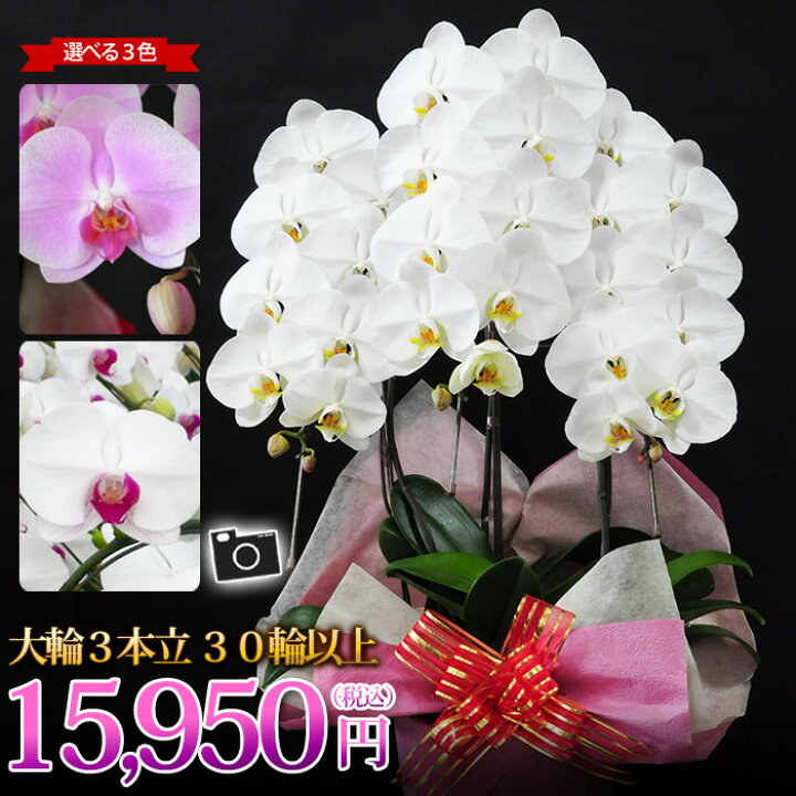 楽天市場 産地直送 ヒカルオーキッドさんの選べる胡蝶蘭 コチョウラン 洋蘭 大輪 3本立ち 30輪以上 胡蝶蘭 花 開店祝い 開業祝い 周年祝い 開院祝い 移転祝い お祝い 開店開業 ギフト ラン 誕生日 花 お供え お悔やみ 画像配信 送料無料 フラワーマーケット花由 楽天市場 産地直送 ヒカルオーキッドさんの選べる胡蝶蘭 コチョウラン 洋蘭 大輪 3本立ち 30輪以上 胡蝶蘭 花 開店祝い 開業祝い 周年祝い 開院祝い 移転祝い お祝い 開店開業 ギフト ラン 誕生日 花 お供え お悔やみ 画像配信 送料無料 フラワーマーケット花由