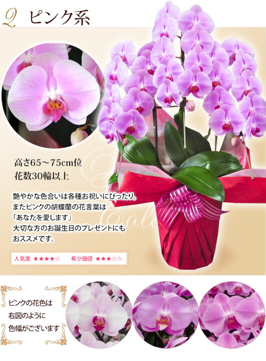 楽天市場 産地直送 ヒカルオーキッドさんの選べる胡蝶蘭 コチョウラン 洋蘭 大輪 ３本立ち 30輪以上 胡蝶蘭 花 開店祝い 開業祝い 周年祝い 開院祝い 移転祝い お祝い 開店開業 ギフト ラン 誕生日 花 お供え お悔やみ 画像配信 送料無料 フラワーマーケット花由