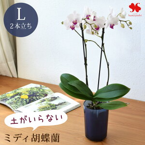 Yn Ŗm yȂ ~fBӒ R`Eurantov TCY  Ɗ̐FIׂ Ӓ ʋ k͔|  m A  Ԃ炸  j 