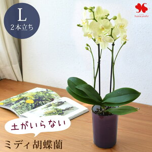 産地直送 椎名洋ラン園さんの 土がいらない ミディ胡蝶蘭 コチョウラン「ranto」 サイズと 花 と器の色が選べる 胡蝶蘭 底面給水 水耕栽培 蘭 洋蘭 鉢植え 鉢花 手間いらず おしゃれ お祝い