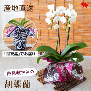 産地直送 椎名洋ラン園さんの 「風呂敷包みの胡蝶蘭」 ミディ胡蝶蘭 コチョウラン 花色と風呂敷が選べる 胡蝶蘭 2本立ち 花 お祝い ギフト プレゼント ラン 蘭 洋蘭 鉢植え 鉢花 誕生日 贈答