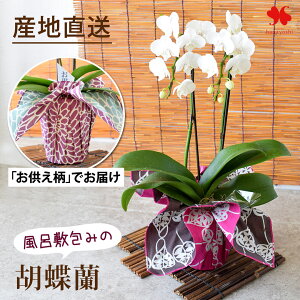 Yn Ŗm uC~݂̌Ӓv ~fBӒ R`E ԐFƕC~Iׂ Ӓ 2{  j Mtg v[g   m A  a 