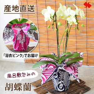 Yn Ŗm uC~݂̌Ӓv ~fBӒ R`E ԐFƕC~Iׂ Ӓ 2{  j Mtg v[g   m A  a 