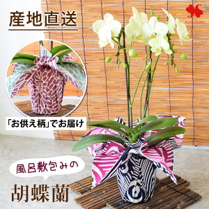 Yn Ŗm uC~݂̌Ӓv ~fBӒ R`E ԐFƕC~Iׂ Ӓ 2{  j Mtg v[g   m A  a 