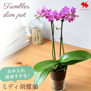 Yn Ŗm ȒP ~fBӒ R`E ^u[ |bg  Ɗ̐FIׂ Ӓ ʋ k͔|  m A  Ԃ炸  