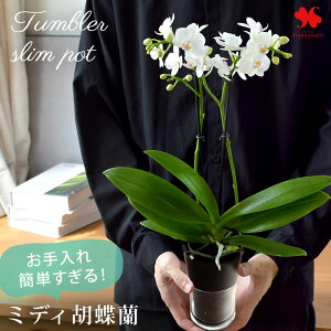 産地直送 椎名洋ラン園さんの お手入れ簡単すぎる ミディ胡蝶蘭 コチョウラン タンブラー ポット 花 と器の色が選べる 胡蝶蘭 底面給水 水耕栽培 蘭 洋蘭 鉢植え 鉢花 手間いらず おしゃれ