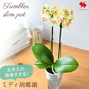 Yn Ŗm ȒP ~fBӒ R`E ^u[ |bg  Ɗ̐FIׂ Ӓ ʋ k͔|  m A  Ԃ炸  