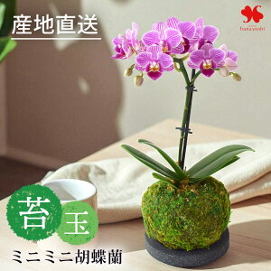 Yn Ŗm ~fBӒ ~j~jӒ  ۋ R`E ~jTCY Ԃ̐FIׂ Ӓ   m A Ԕ   a Ԃ炸  j Mt