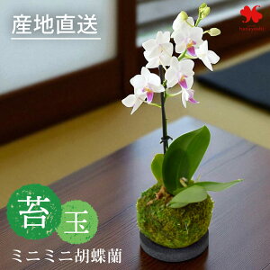 Yn Ŗm ~fBӒ ~j~jӒ  ۋ R`E ~jTCY 4`wOKI Ԃ̐FIׂ Ӓ   m A Ԕ   a Ԃ炸 