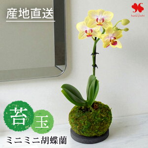 Yn Ŗm ~fBӒ ~j~jӒ  ۋ R`E ~jTCY Ԃ̐FIׂ Ӓ   m A Ԕ   a Ԃ炸  j Mt