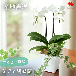 Yn Ŗm ACr[ ~fBӒ R`E 픫  Ɗ̐FIׂ Ӓ ACr[ ϗtA  m A  Ԃ炸  j Mtg v