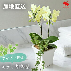 Yn Ŗm ACr[ ~fBӒ R`E 픫  Ɗ̐FIׂ Ӓ ACr[ ϗtA  m A  Ԃ炸  j Mtg v