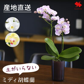 産地直送 椎名洋ラン園さんの 土がいらない ミディ胡蝶蘭 コチョウラン「ranto」 サイズと 花 と器の色が選べる 胡蝶蘭 底面給水 水耕栽培 蘭 洋蘭 鉢植え 鉢花 手間いらず お祝い ギフト プレゼント ラン 誕生日 退職祝い 合格祝い 送別 母の日