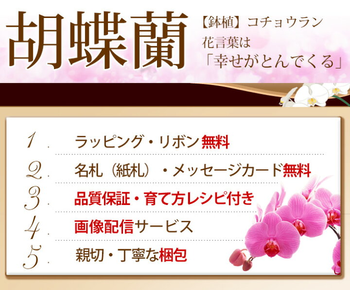 楽天市場 産地直送 リーフさんの 極プレミアム 胡蝶蘭 コチョウラン 洋蘭 大輪 ５本立ち 70輪以上 胡蝶蘭 花 開店祝い 開業祝い 周年祝い 開院 祝い 移転祝い お祝い 開店開業 ギフト ラン 誕生日 花 お供え お悔やみ 画像配信 送料無料 12 29 1 9届け不可