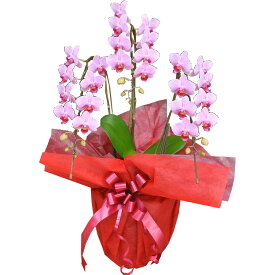 産地直送！ リーフさんの ミディ胡蝶蘭3本27輪 コチョウラン 洋蘭＜ミディ胡蝶蘭・3本27輪＞胡蝶蘭 花 開業祝い 周年祝い 開院祝い 移転祝い お祝い 開店 開業 ギフト ラン 誕生日 花 お供え お悔やみ 父親 花 退職祝い 開店祝い 喪中見舞い