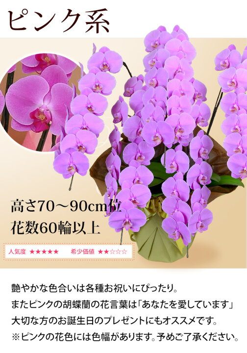 楽天市場 産地直送 リーフさんの 胡蝶蘭 コチョウラン 洋蘭 大輪 5本立ち 60輪以上 胡蝶蘭 花 開店祝い 開業祝い 周年祝い 開院祝い 移転祝い お祝い 開店開業 ギフト ラン 誕生日 花 お供え お悔やみ 画像配信 送料無料 フラワーマーケット花由 楽天市場 産地直送 リーフさんの 胡蝶蘭 コチョウラン 洋蘭 大輪 5本立ち 60輪以上 胡蝶蘭 花 開店祝い 開業祝い 周年祝い 開院祝い 移転祝い お祝い 開店開業 ギフト ラン 誕生日 花 お供え お悔やみ 画像配信 送料無料 フラワーマーケット花由
