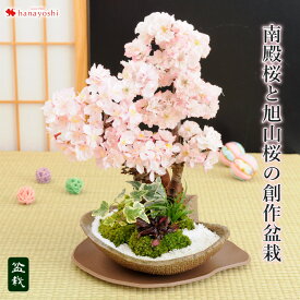 楽天市場 桜 盆栽の通販