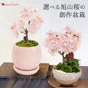 桜 盆栽 創作盆栽おうちでお花見 数量限定 送料無料 さくら咲く 花芽付 選べる旭山桜の盆栽 ブロッサムガーデン さくら 盆栽鉢 2月8日〜3月31日で日時指定...