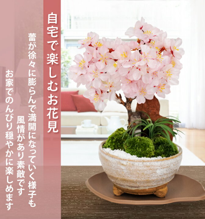 楽天市場】桜 盆栽 創作盆栽おうちでお花見 数量限定 送料無料 さくら咲く 花芽付 旭山桜の盆栽 さくら 盆栽鉢 2月4日〜3月31日で日時指定OK 北海道お届け不可誕生日 プレゼント 女性 祖母 母 花 お祝い ギフト 退職祝い 定年 男性 父 合格祝い 卒業祝い おうち花見 ... 楽天市場】桜 盆栽 創作盆栽おうちでお花見 数量限定 送料無料 さくら咲く 花芽付 旭山桜の盆栽 さくら 盆栽鉢 2月4日〜3月31日で日時指定OK 北海道お届け不可誕生日 プレゼント 女性 祖母 母 花 お祝い ギフト 退職祝い 定年 男性 父 合格祝い 卒業祝い おうち花見 ...