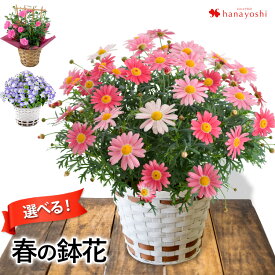 楽天市場 鉢花 種類 植物 マーガレット 花 観葉植物 花 ガーデン Diy の通販